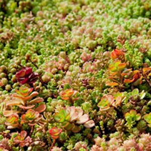 Greenfix Sedummat